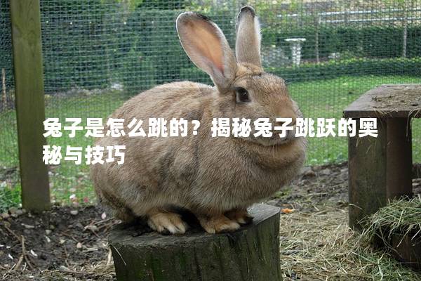 兔子是怎么跳的？揭秘兔子跳跃的奥秘与技巧