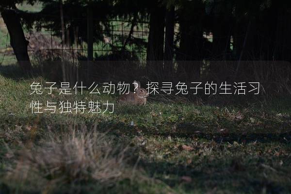 兔子是什么动物？探寻兔子的生活习性与独特魅力