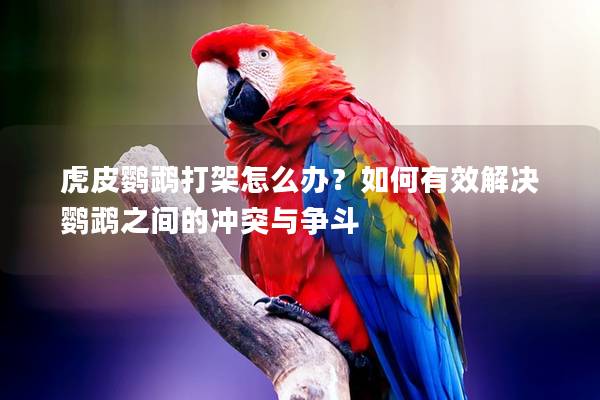 虎皮鹦鹉打架怎么办？如何有效解决鹦鹉之间的冲突与争斗