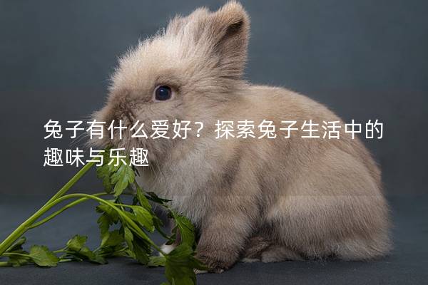 兔子有什么爱好？探索兔子生活中的趣味与乐趣