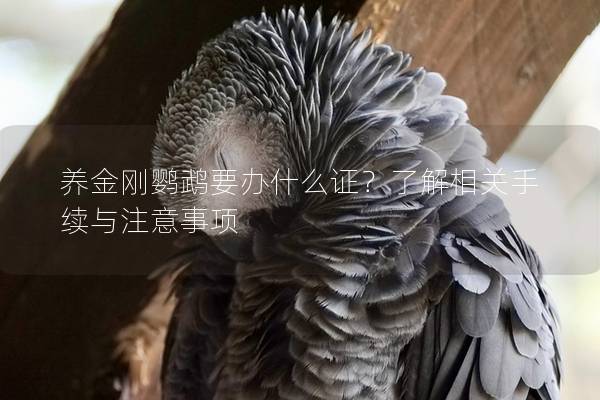 养金刚鹦鹉要办什么证？了解相关手续与注意事项