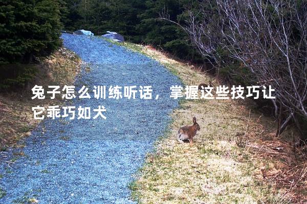 兔子怎么训练听话，掌握这些技巧让它乖巧如犬