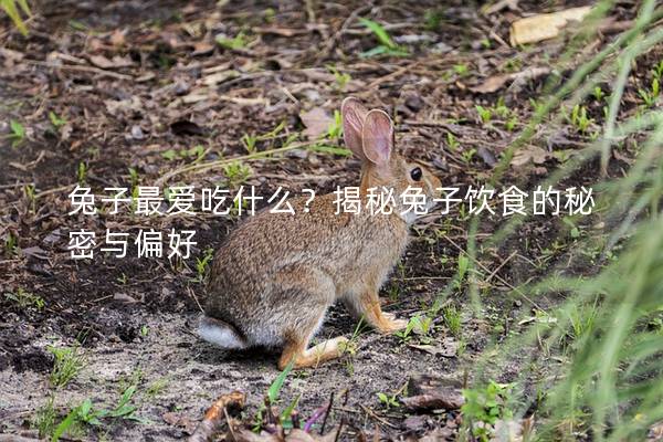 兔子最爱吃什么？揭秘兔子饮食的秘密与偏好