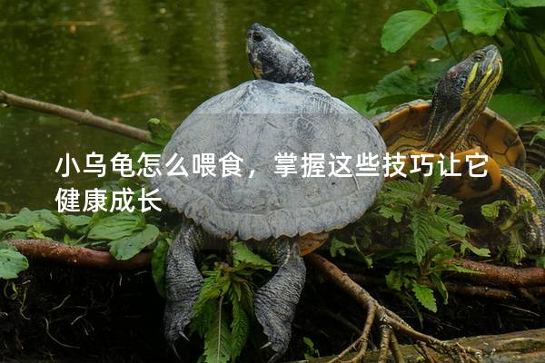 小乌龟怎么喂食，掌握这些技巧让它健康成长