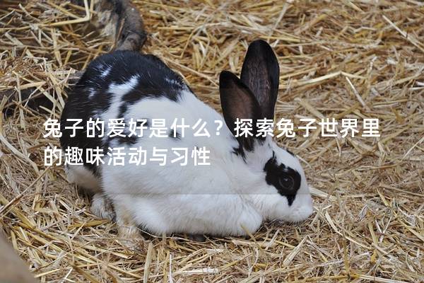 兔子的爱好是什么？探索兔子世界里的趣味活动与习性