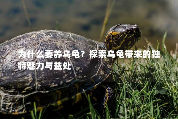 为什么要养乌龟？探索乌龟带来的独特魅力与益处