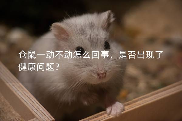 仓鼠一动不动怎么回事，是否出现了健康问题？