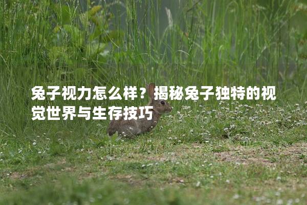兔子视力怎么样？揭秘兔子独特的视觉世界与生存技巧