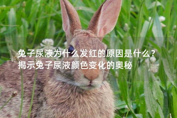 兔子尿液为什么发红的原因是什么？揭示兔子尿液颜色变化的奥秘