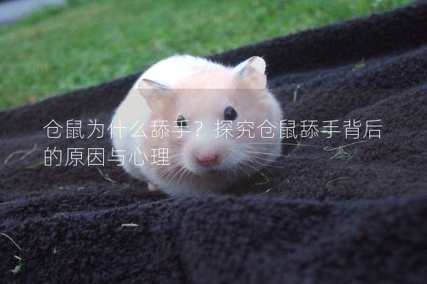 仓鼠为什么舔手？探究仓鼠舔手背后的原因与心理