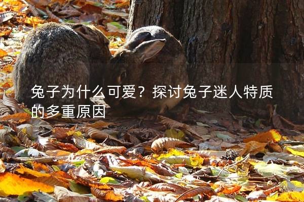 兔子为什么可爱？探讨兔子迷人特质的多重原因