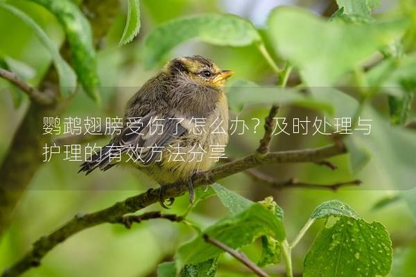 鹦鹉翅膀受伤了怎么办？及时处理与护理的有效方法分享