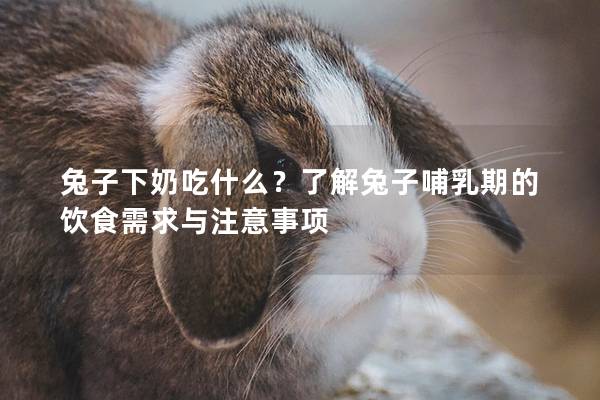 兔子下奶吃什么？了解兔子哺乳期的饮食需求与注意事项