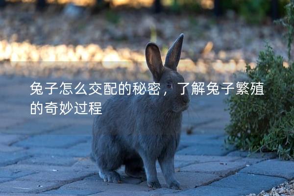 兔子怎么交配的秘密，了解兔子繁殖的奇妙过程