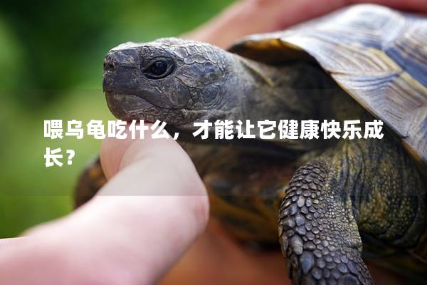 喂乌龟吃什么，才能让它健康快乐成长？