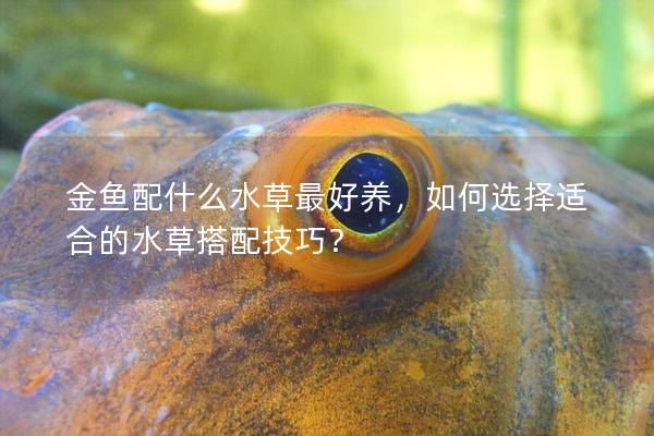 金鱼配什么水草最好养，如何选择适合的水草搭配技巧？