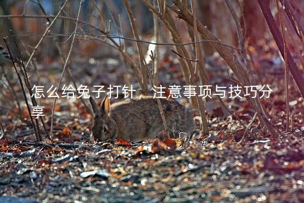怎么给兔子打针，注意事项与技巧分享