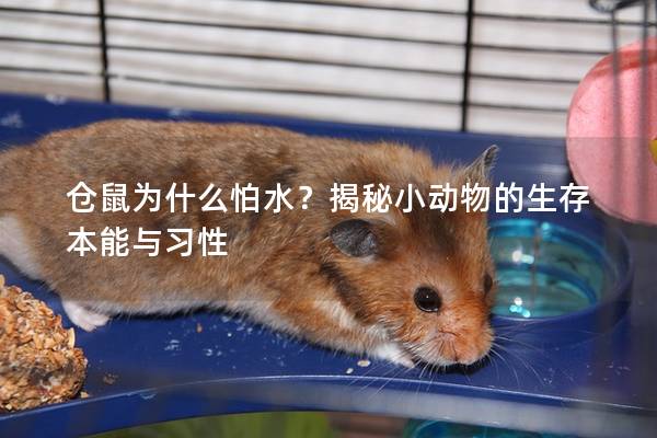 仓鼠为什么怕水？揭秘小动物的生存本能与习性