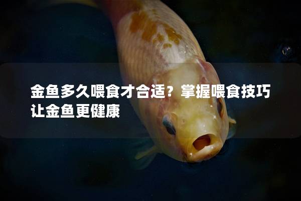 金鱼多久喂食才合适？掌握喂食技巧让金鱼更健康