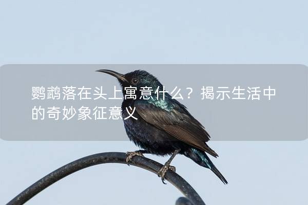 鹦鹉落在头上寓意什么？揭示生活中的奇妙象征意义