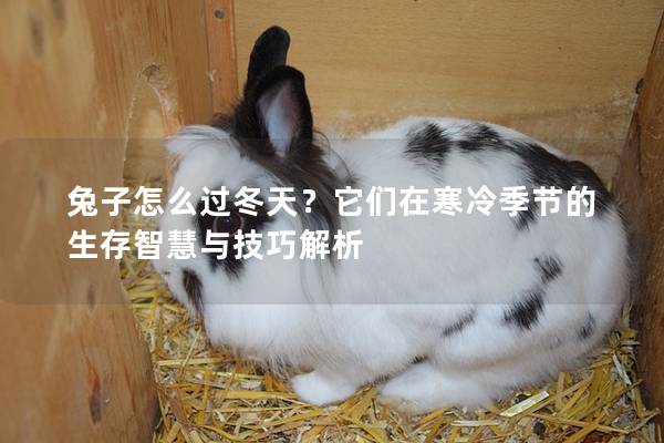 兔子怎么过冬天？它们在寒冷季节的生存智慧与技巧解析