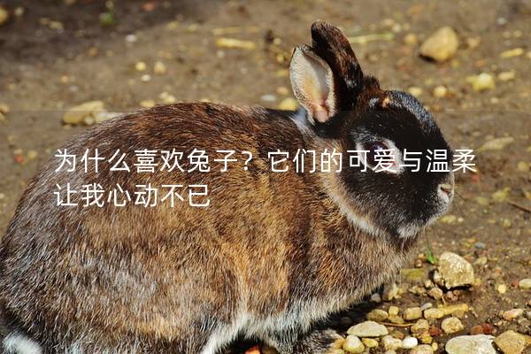 为什么喜欢兔子？它们的可爱与温柔让我心动不已