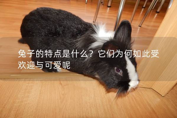兔子的特点是什么？它们为何如此受欢迎与可爱呢