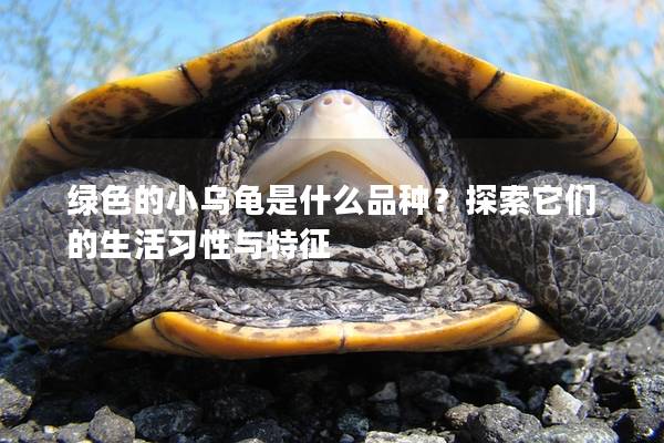 绿色的小乌龟是什么品种？探索它们的生活习性与特征