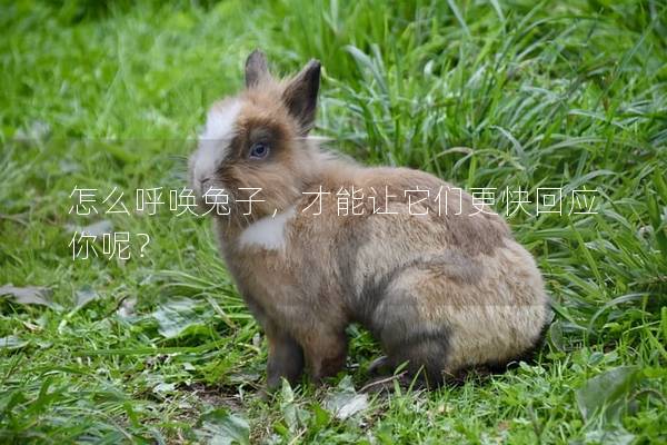 怎么呼唤兔子，才能让它们更快回应你呢？