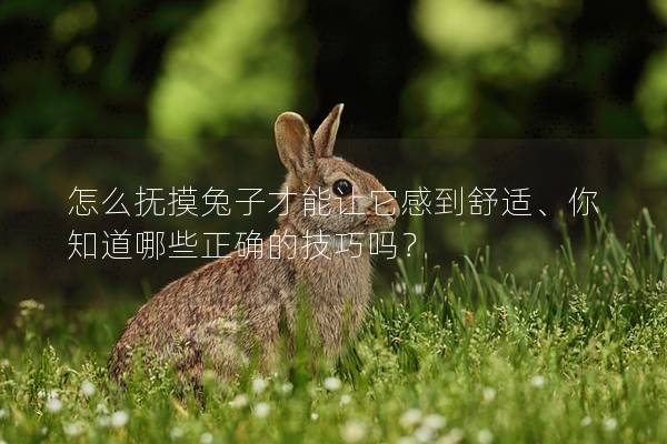 怎么抚摸兔子才能让它感到舒适、你知道哪些正确的技巧吗？
