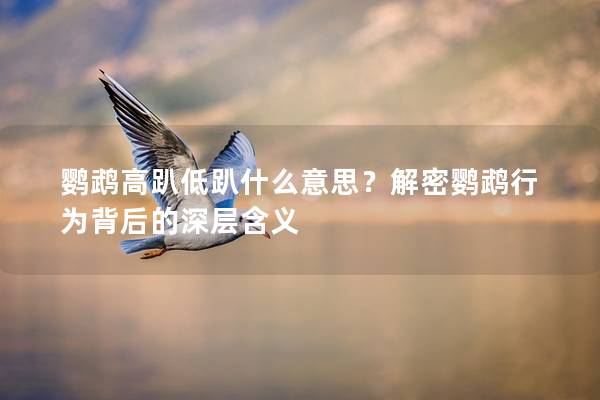 鹦鹉高趴低趴什么意思？解密鹦鹉行为背后的深层含义