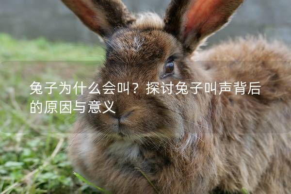 兔子为什么会叫？探讨兔子叫声背后的原因与意义