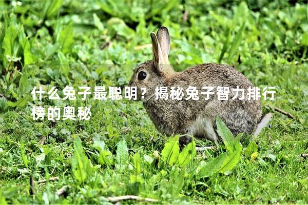 什么兔子最聪明？揭秘兔子智力排行榜的奥秘