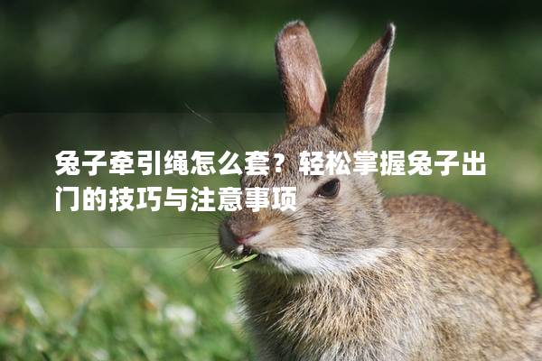 兔子牵引绳怎么套？轻松掌握兔子出门的技巧与注意事项