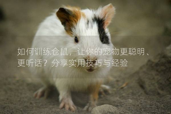 如何训练仓鼠，让你的宠物更聪明、更听话？分享实用技巧与经验