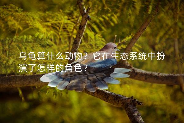 乌龟算什么动物？它在生态系统中扮演了怎样的角色？