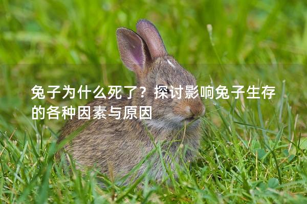 兔子为什么死了？探讨影响兔子生存的各种因素与原因