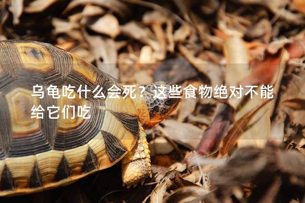 乌龟吃什么会死？这些食物绝对不能给它们吃