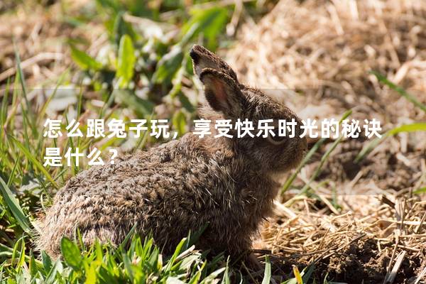 怎么跟兔子玩，享受快乐时光的秘诀是什么？