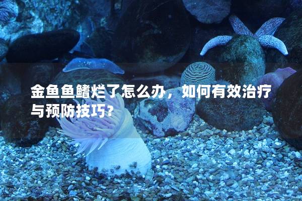 金鱼鱼鳍烂了怎么办，如何有效治疗与预防技巧？