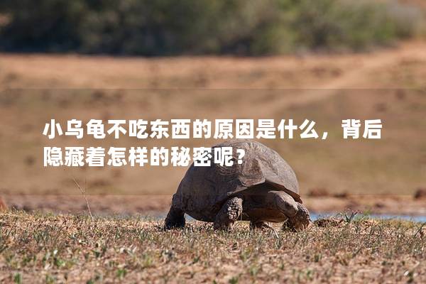 小乌龟不吃东西的原因是什么，背后隐藏着怎样的秘密呢？