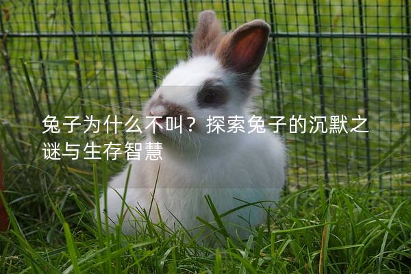 兔子为什么不叫？探索兔子的沉默之谜与生存智慧
