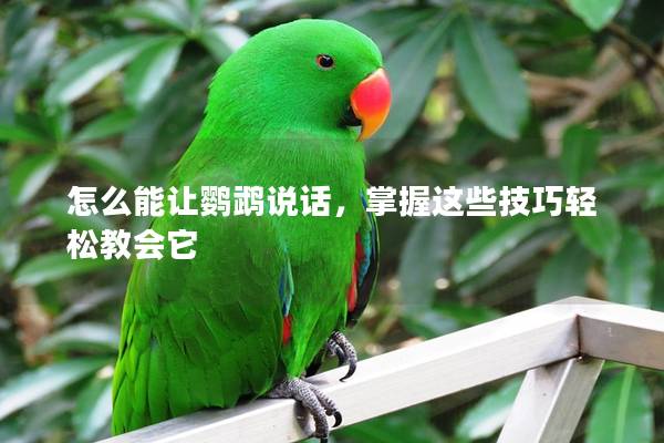 怎么能让鹦鹉说话，掌握这些技巧轻松教会它