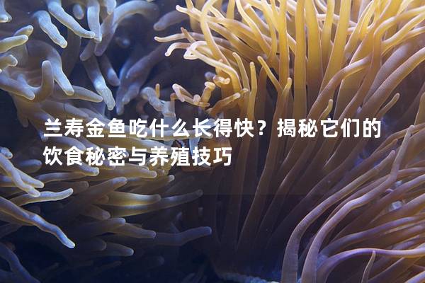 兰寿金鱼吃什么长得快？揭秘它们的饮食秘密与养殖技巧