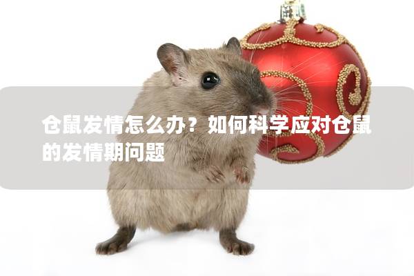 仓鼠发情怎么办？如何科学应对仓鼠的发情期问题