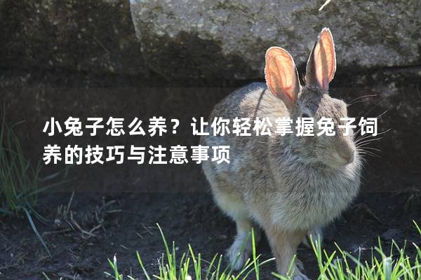 小兔子怎么养？让你轻松掌握兔子饲养的技巧与注意事项