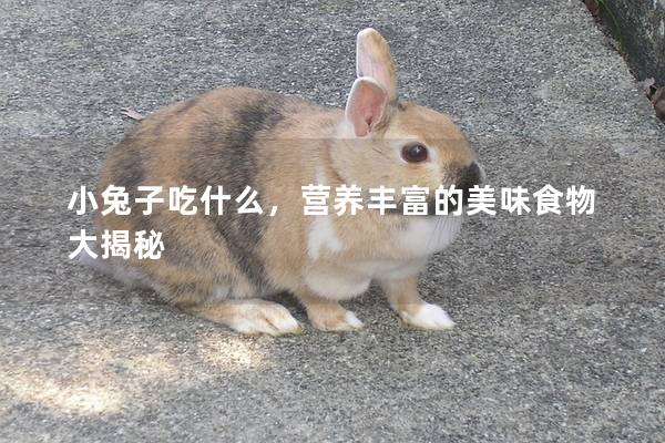小兔子吃什么，营养丰富的美味食物大揭秘