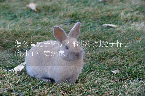 怎么看兔子怀孕？轻松识别兔子怀孕的几个重要迹象