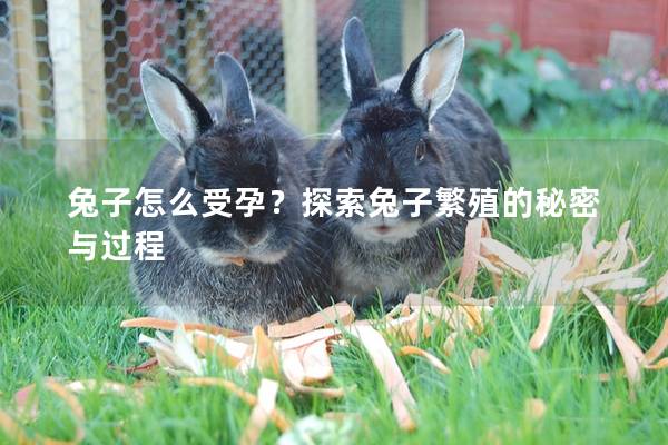 兔子怎么受孕？探索兔子繁殖的秘密与过程