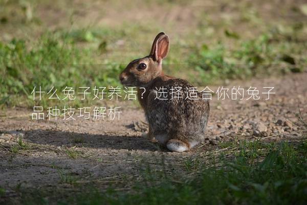 什么兔子好养活？选择适合你的兔子品种技巧解析